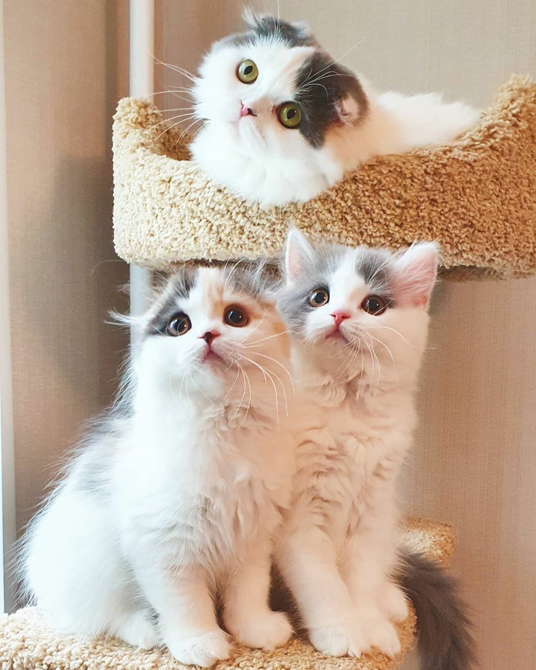 猫咪可爱的小猫咪们