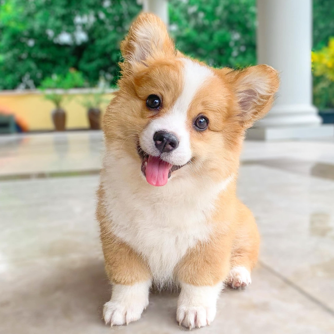 小柯基也太萌了喜欢请投蕉鸭点赞461133