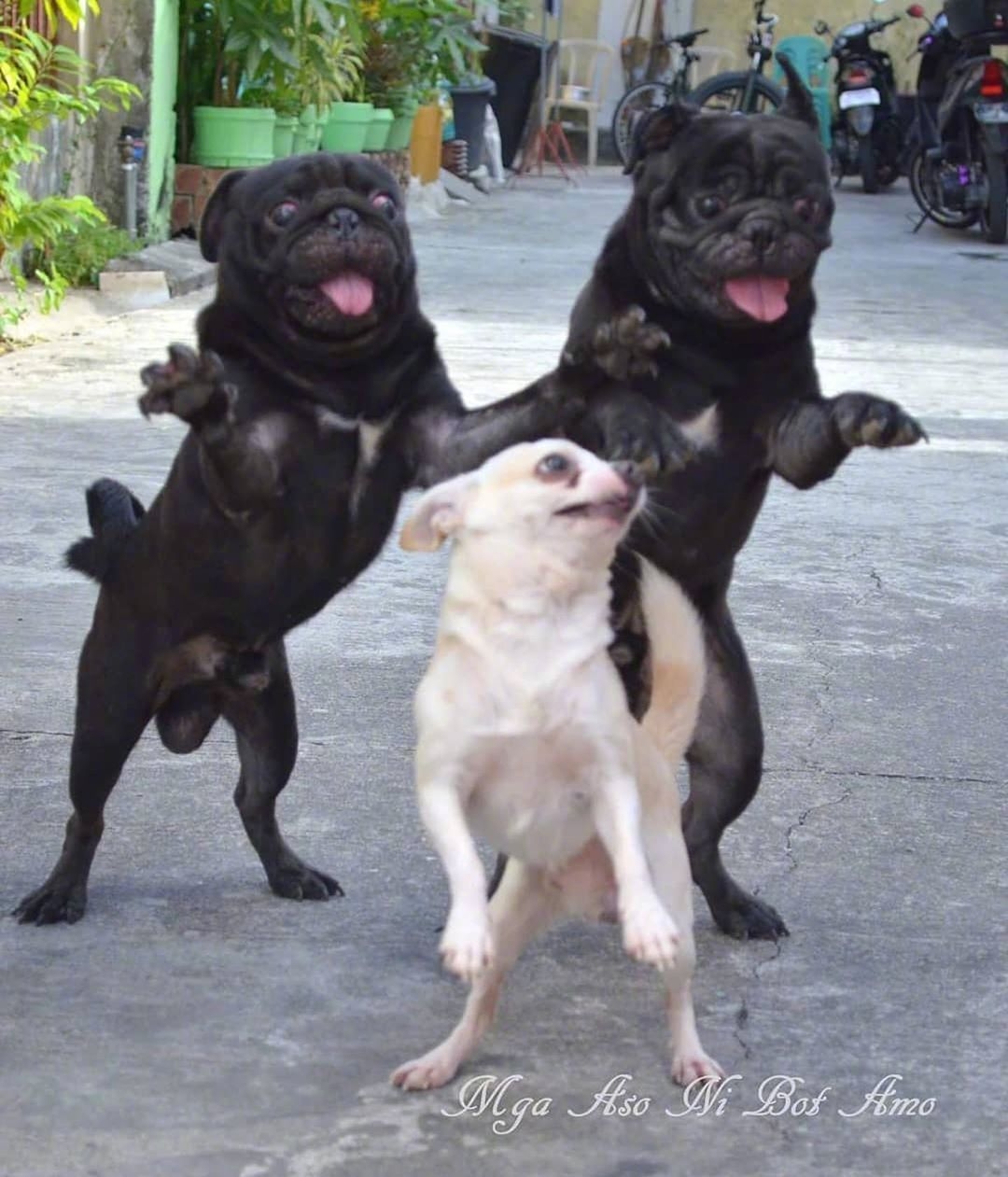 接着奏乐接着舞玩具假猫神犬奶爸狗熊好俊的身手一颗猫头亮屁虫早