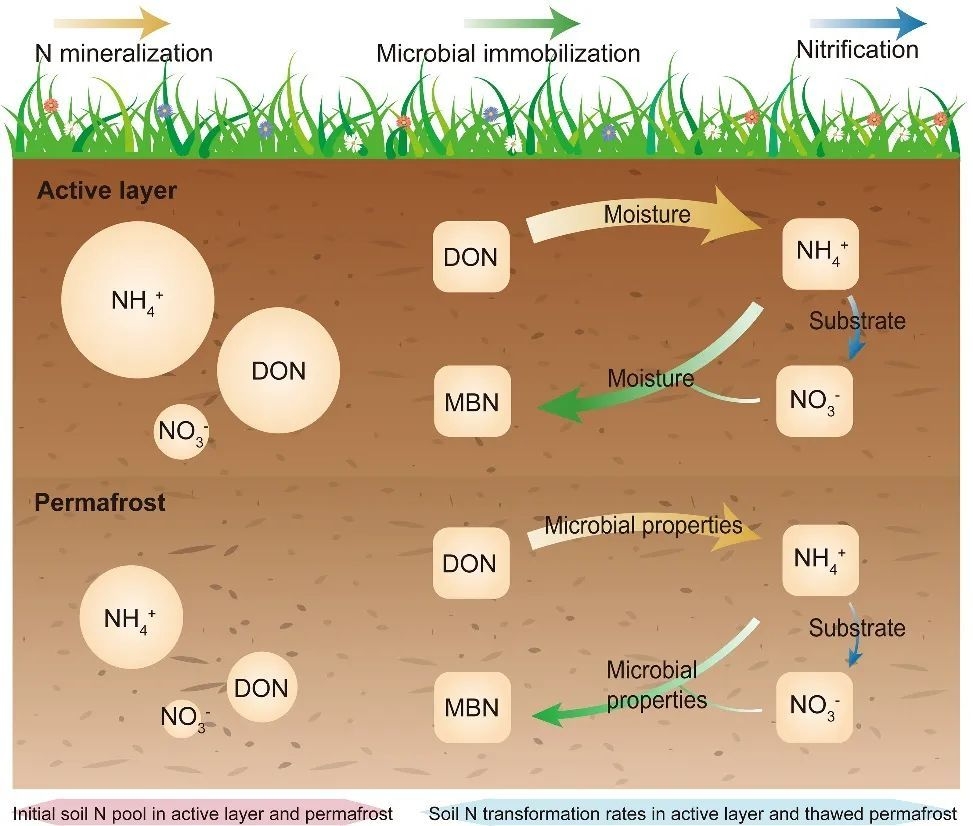 青藏高原植物生长的氮素秘密