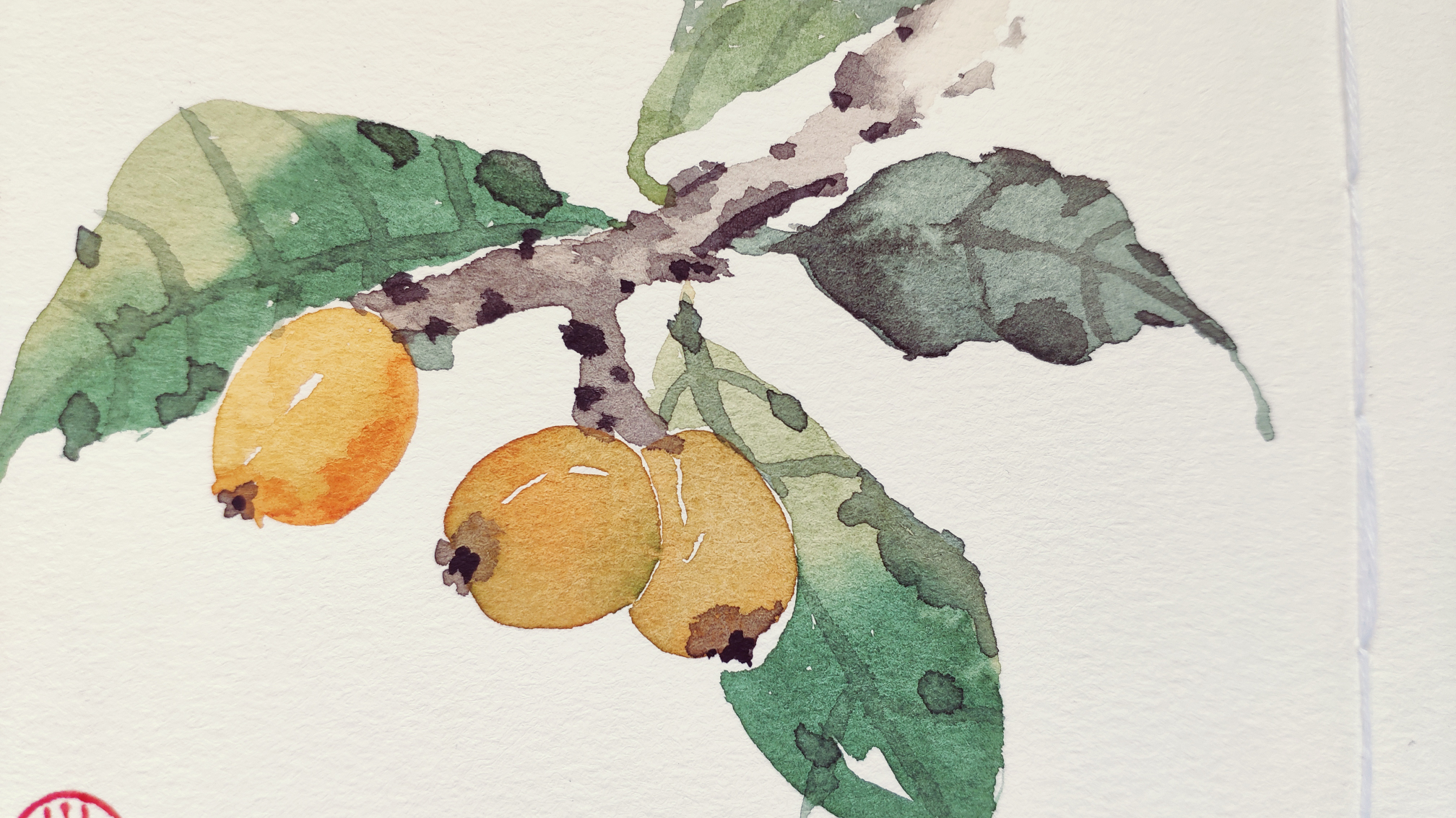 水彩临摹介疾暖爱治愈风枇杷