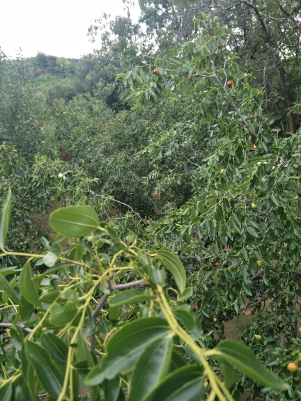 吃蜜枣吗不是接的是自己长的看这树大不大