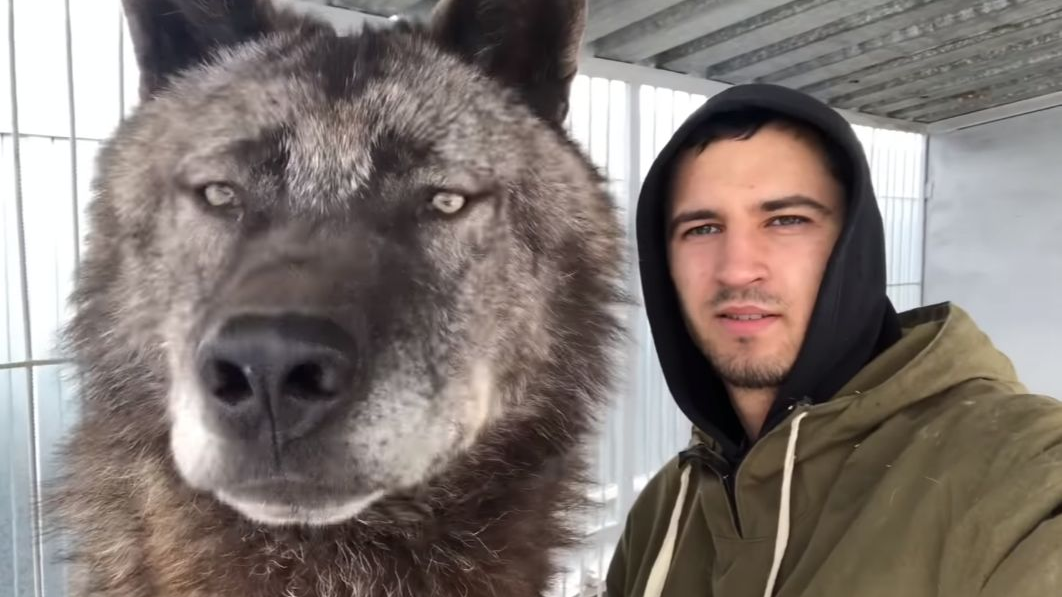 【动物】地球上体型最大的狼——加拿大灰狼