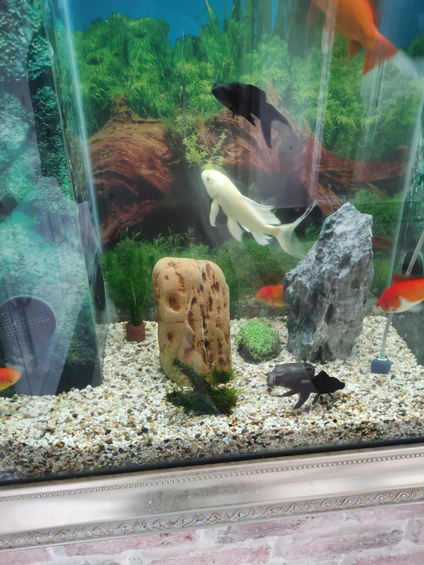 有养鱼的老哥吗 有养鱼的老哥吗
