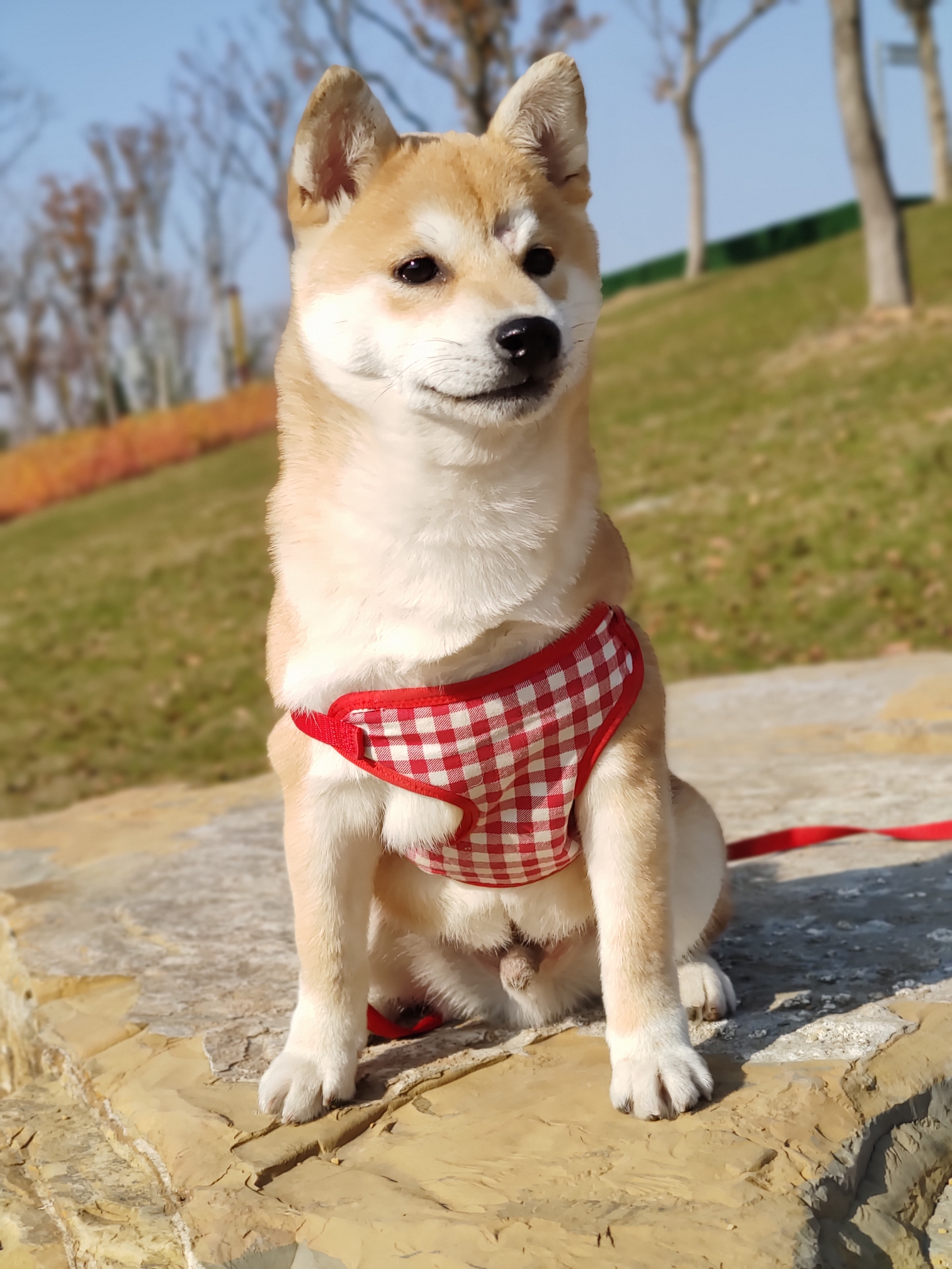 2020年8月柴犬日记