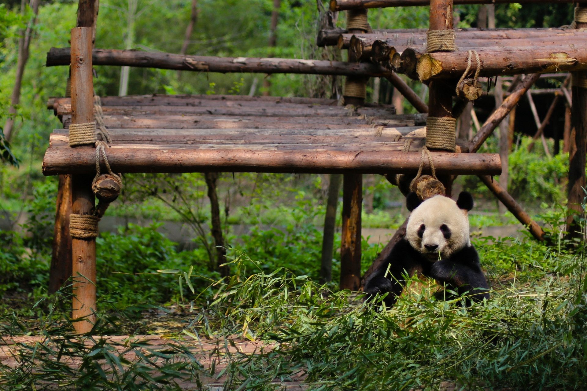 绵阳大熊猫国家公园图片