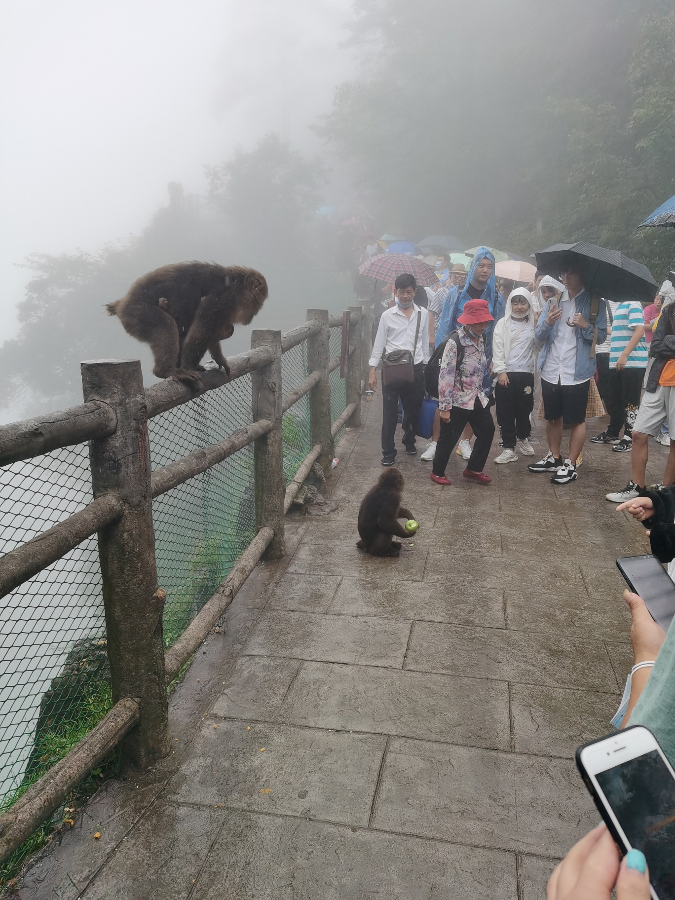 猴山(峨眉山)观猴