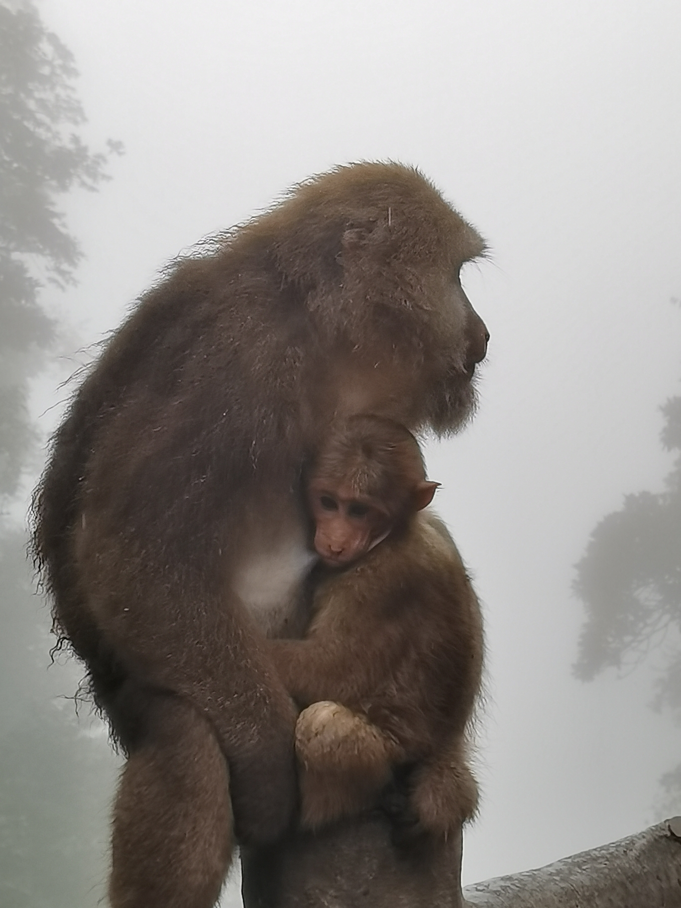 猴山(峨眉山)观猴