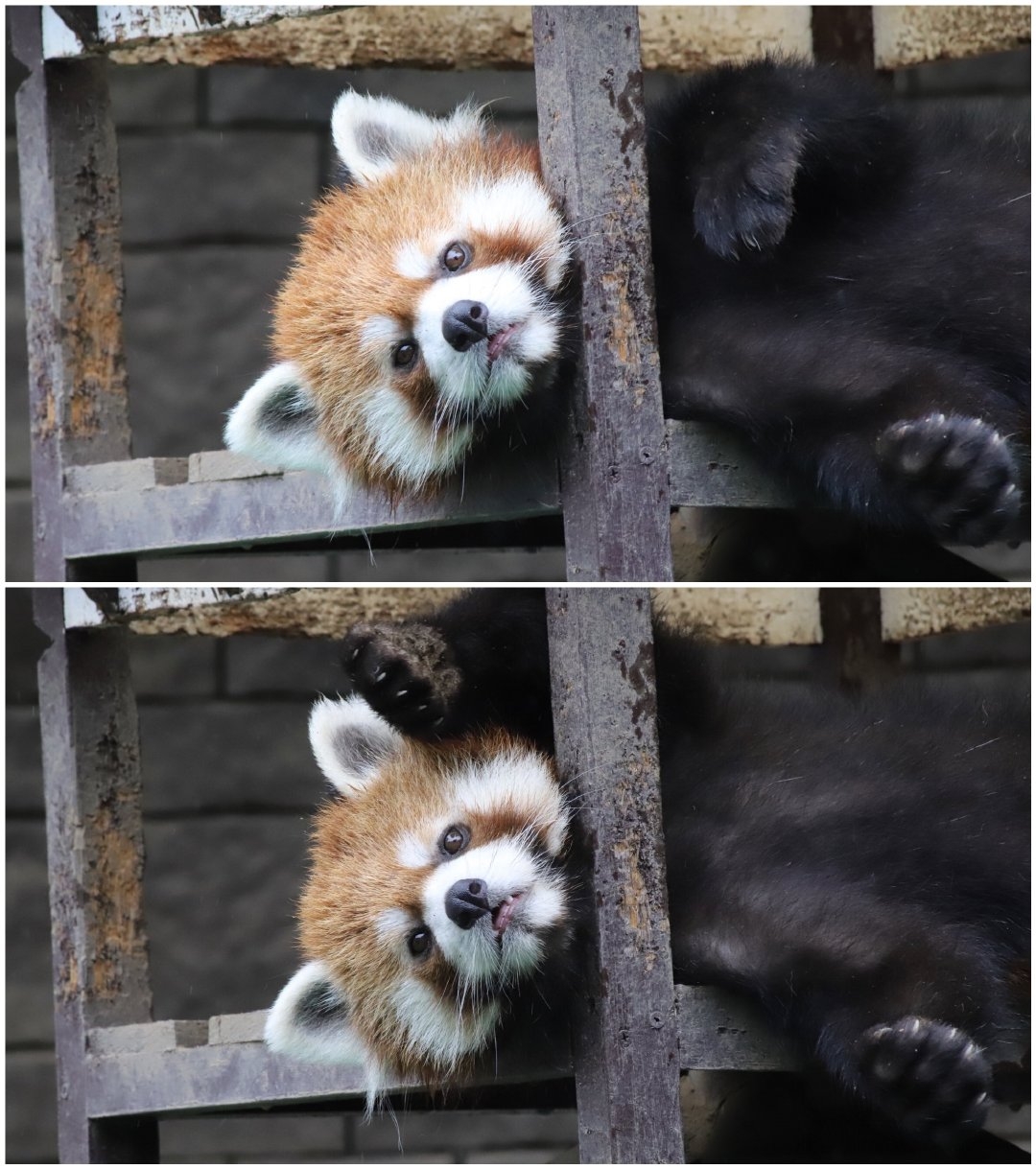 憨萌憨萌的小熊猫喜欢请投蕉鸭云吸猫云吸狗龙馍馍帕特+vxlongtao