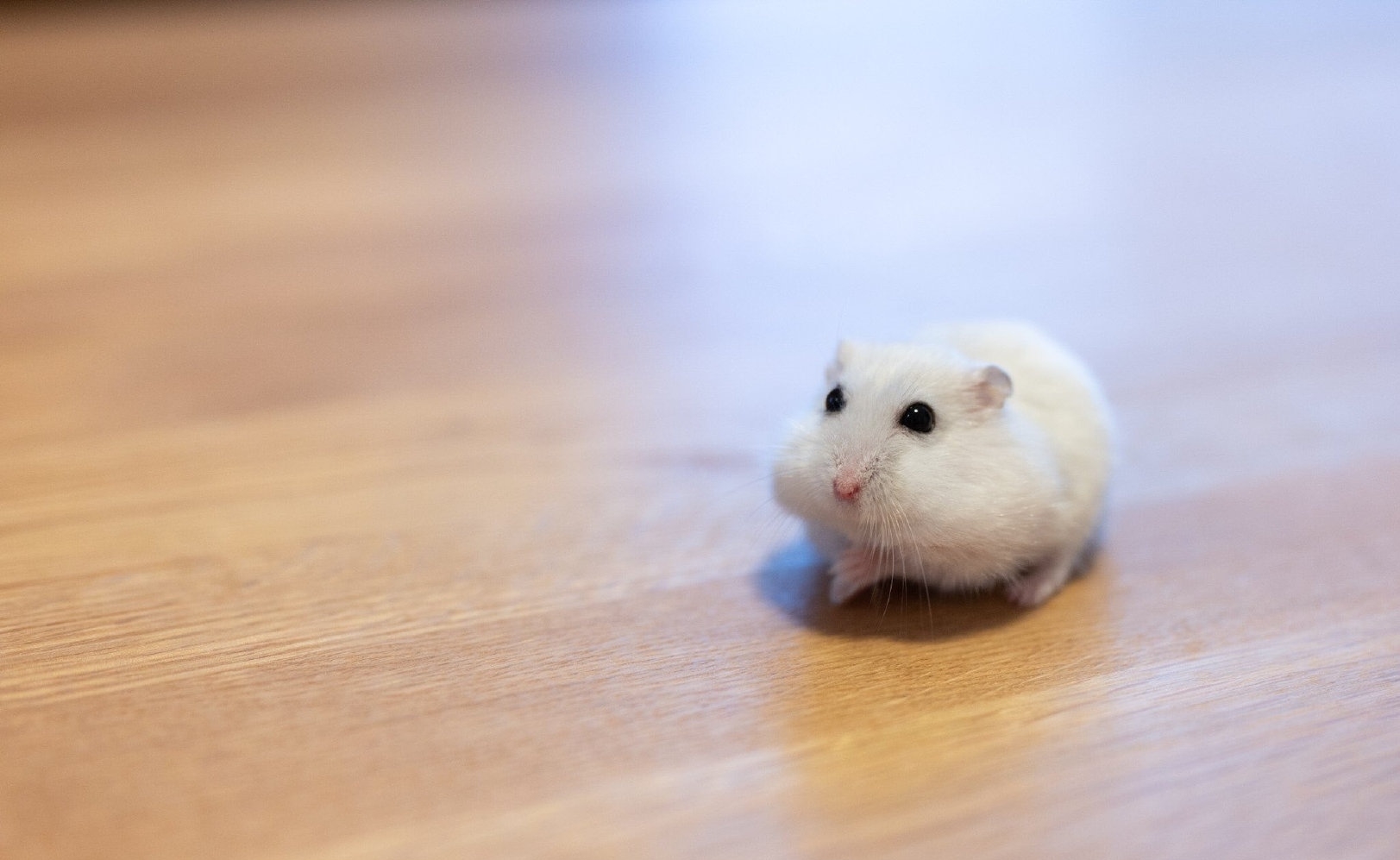 今日萌图大佬们对国际局势进行了亲切而富有成效的会谈