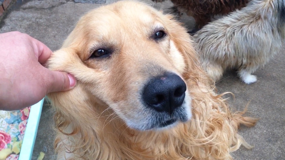 我觉得你要减肥了!卷毛金毛果果太懒了,被小狗子欺负也懒得动