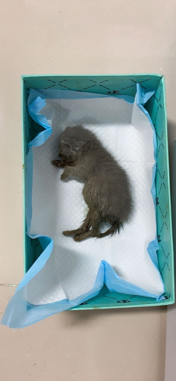 急！小猫貌似猫腹水没救了！