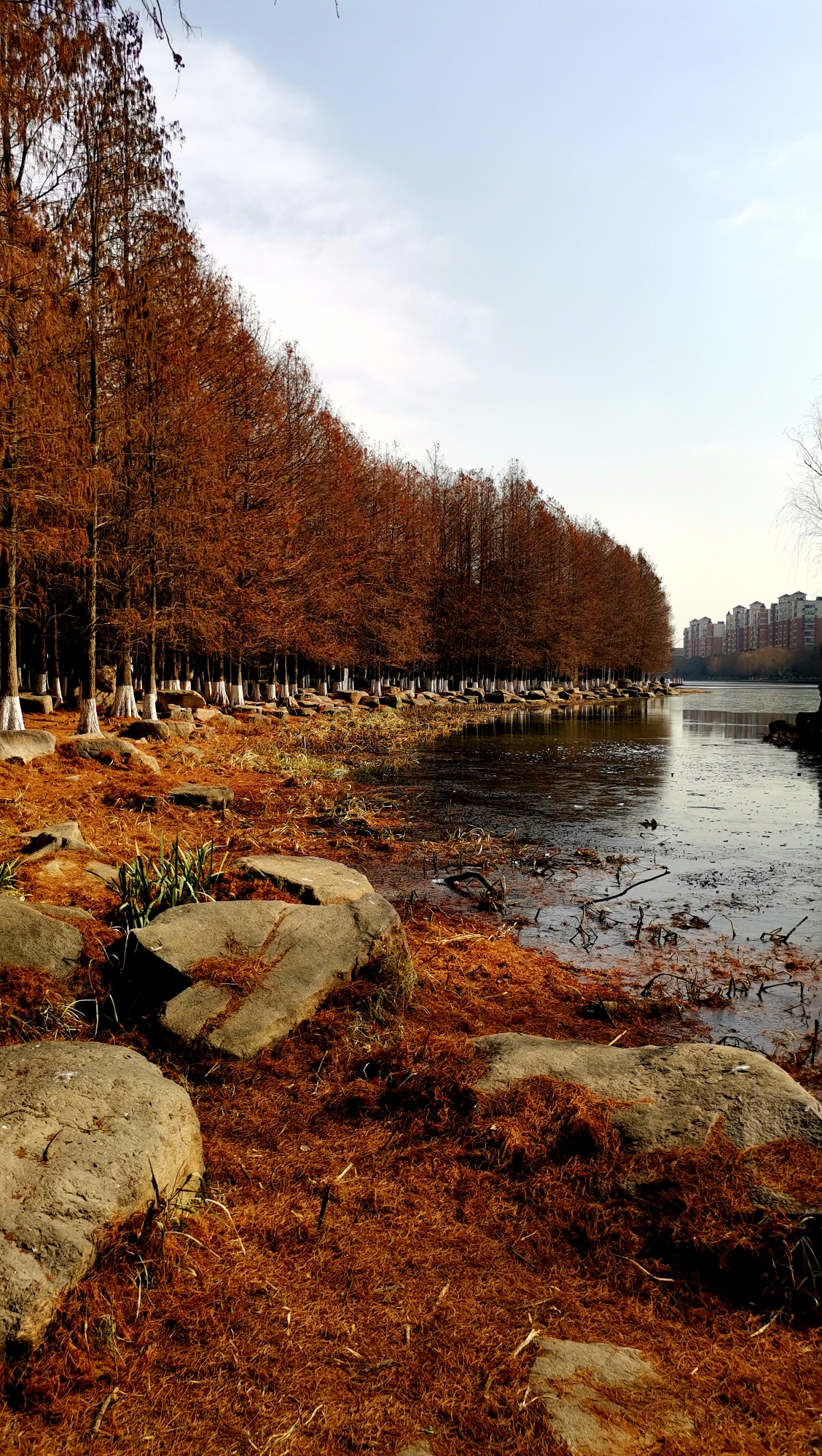 游图2021十里斜塘