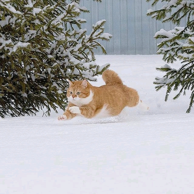 一只体态发福的俄罗斯网红猫热爱玩雪是个灵活的胖子