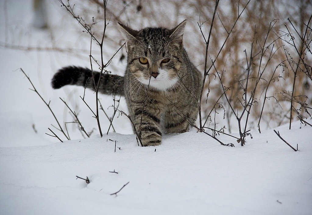 狸花踏雪