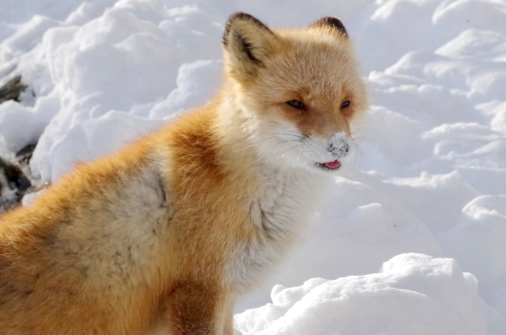 小狐狸伸舌头想舔鼻子上的雪