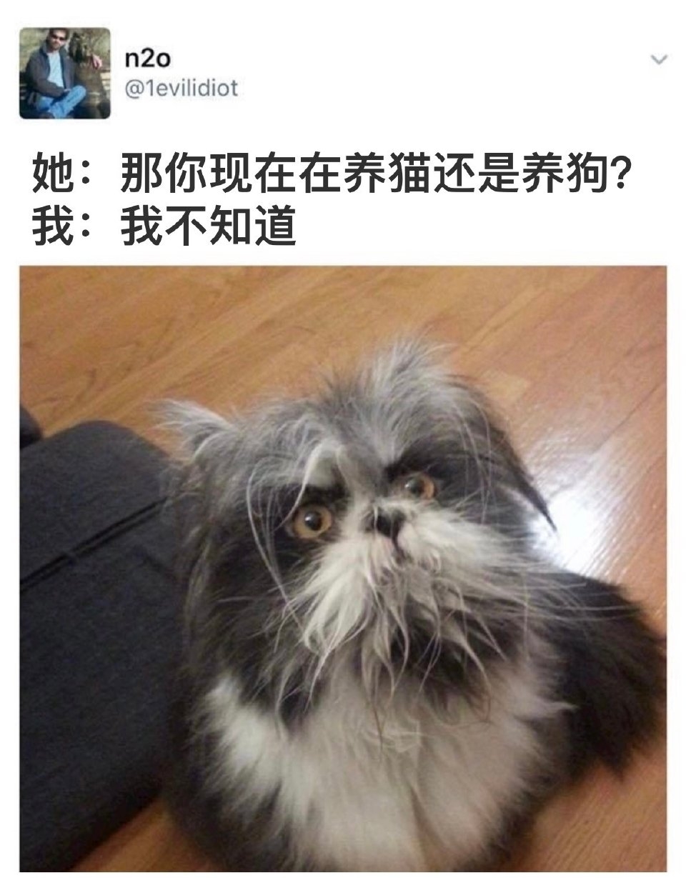 吊面猫表情包图片