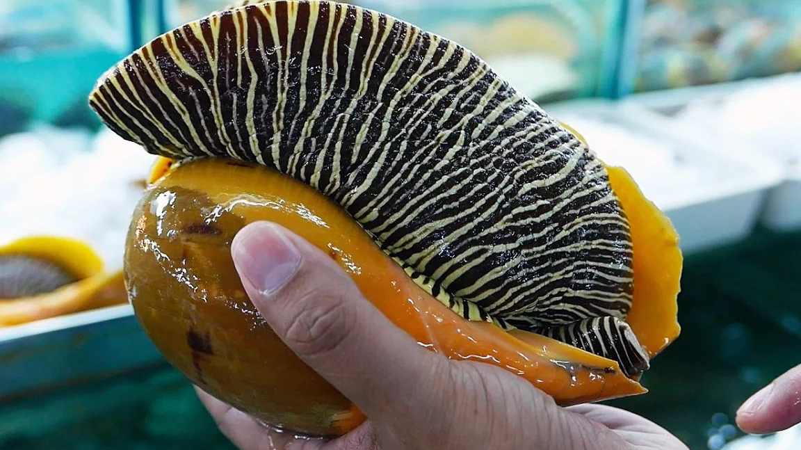 世界上最大的海螺图片