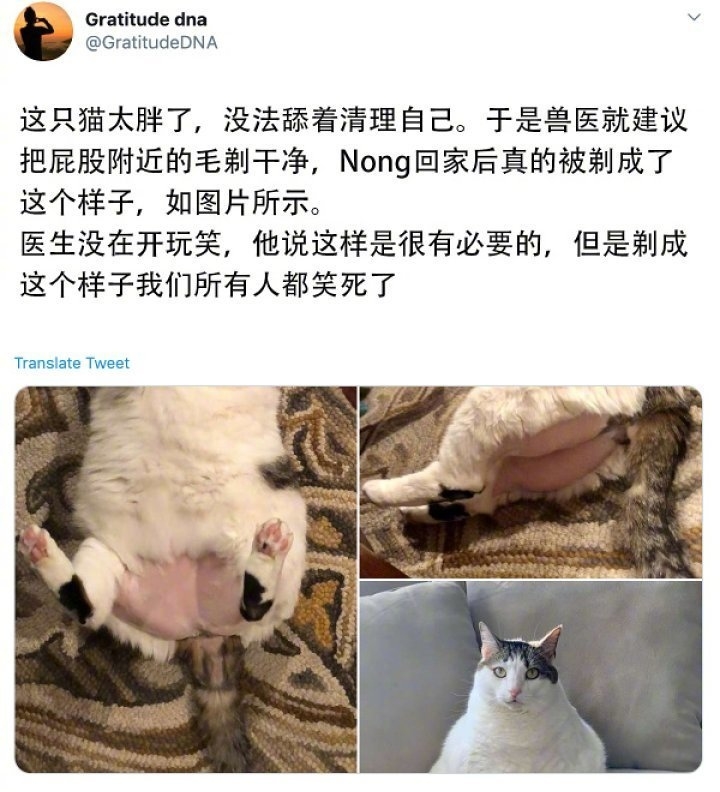 今日萌图 千万不要让猫自己呆在家里