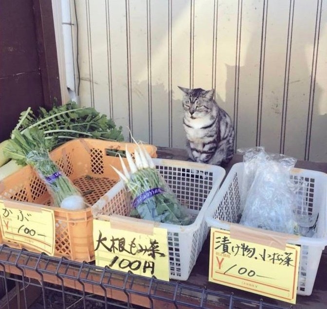 今日萌图 第一次看到猫这样吃饭 Acfun弹幕视频网 认真你就输啦 W ノ つロ