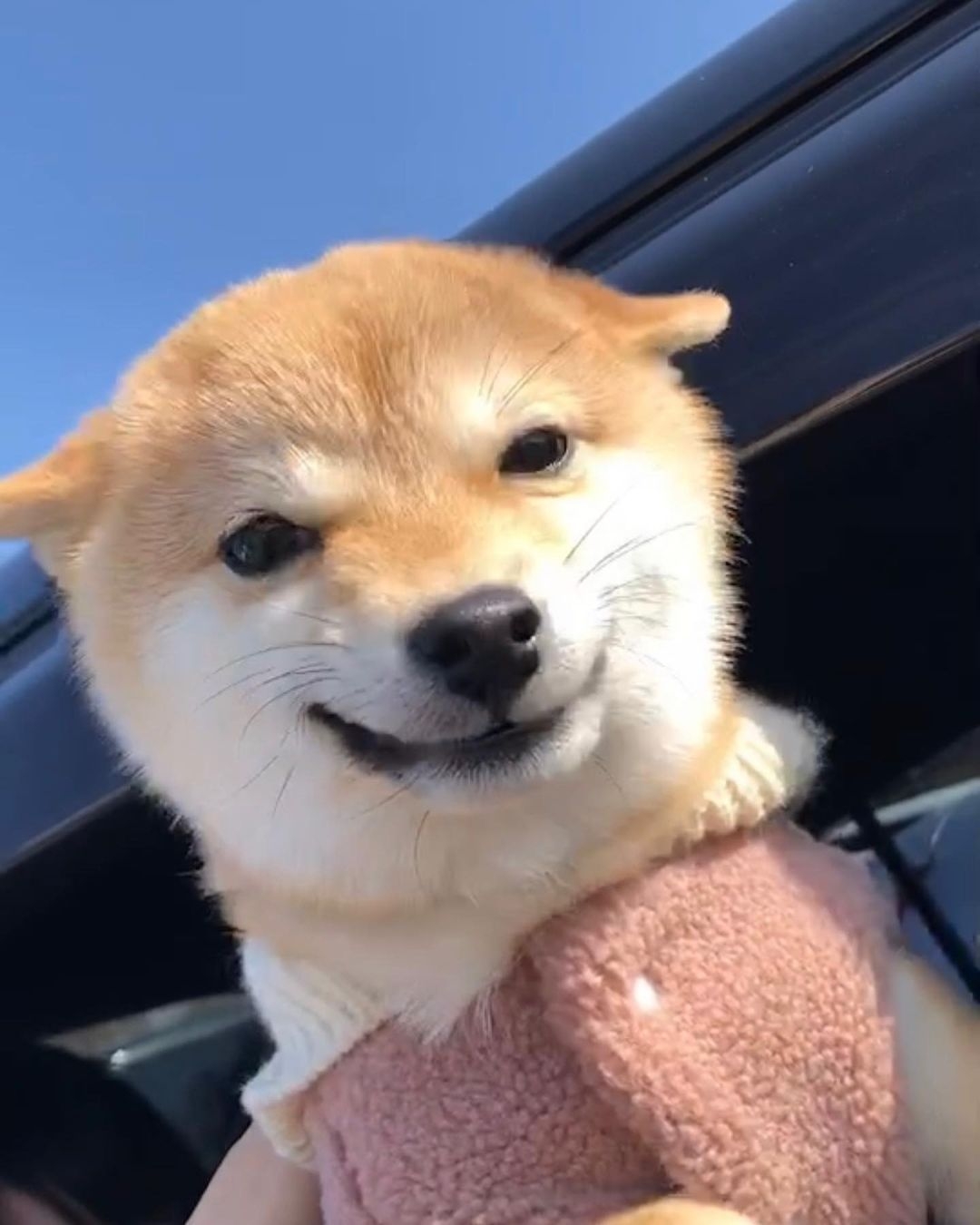 一个被忽略的士兵军犬 ​