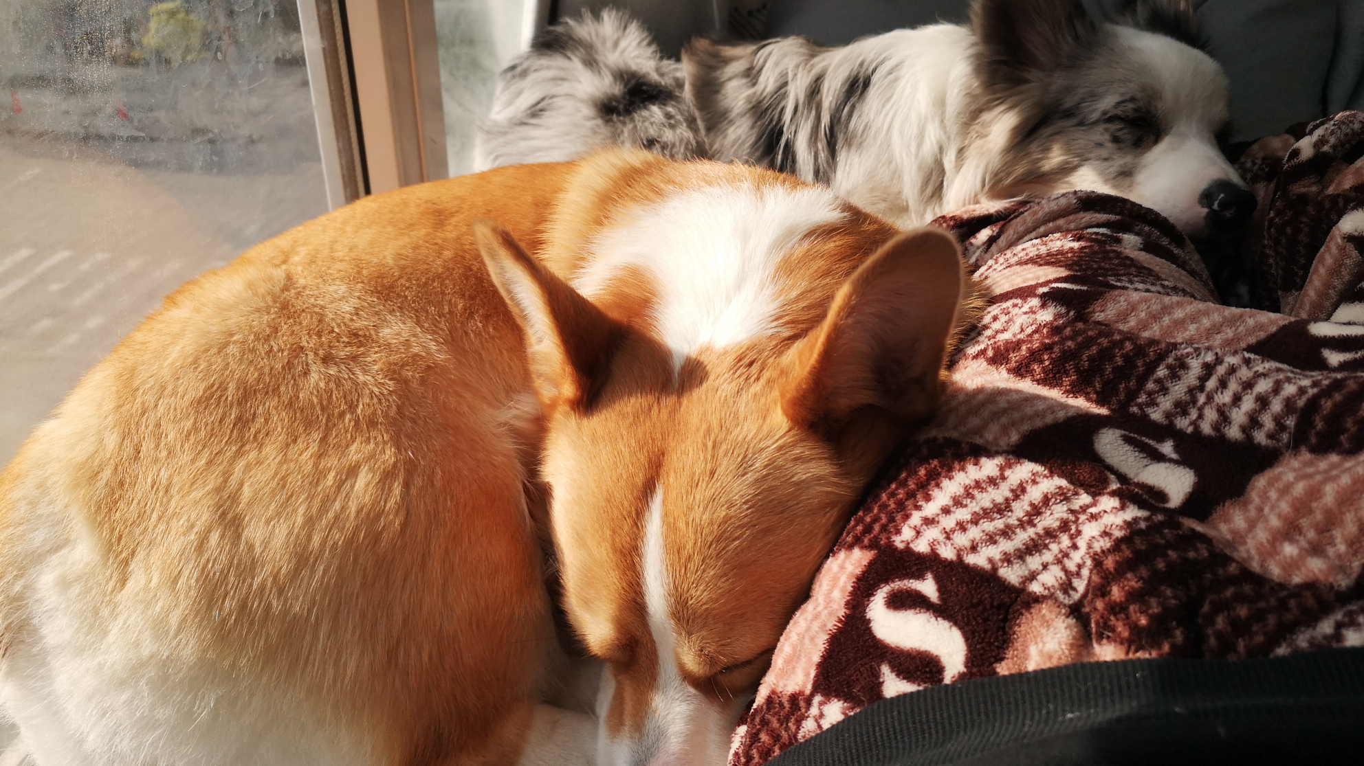 哈哈哈两只午睡的小可爱,萌萌哒,暖洋洋的晒太阳很舒服