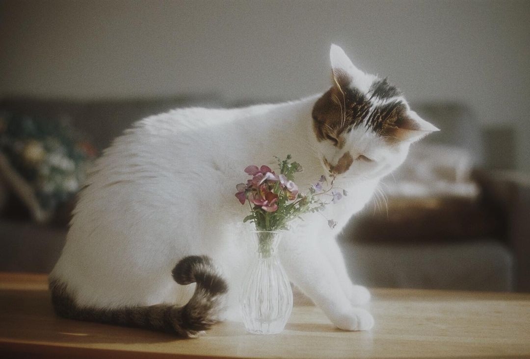 今日萌图猫不能接近死人看一看真正原因