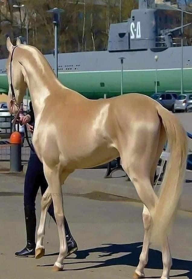 【今日萌图】在土库曼斯坦,有一种叫akhal-teke的马,毛发如丝绸般顺滑