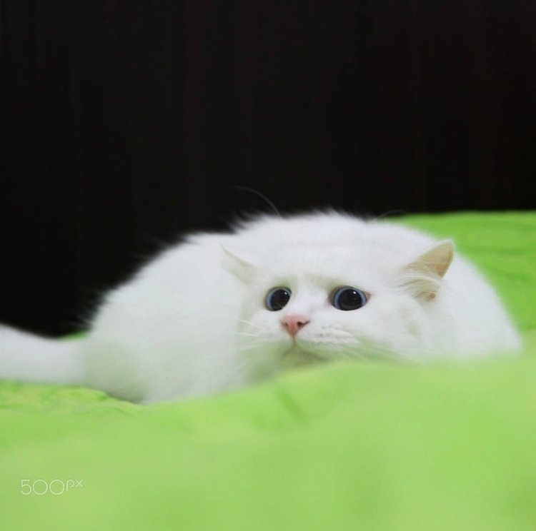 【今日萌图】进村东北虎被命名为完达山1号 这新闻越看到后面怎么越