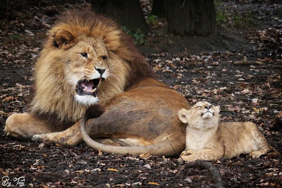 今日萌圖印度一動物園8頭獅子確診新冠