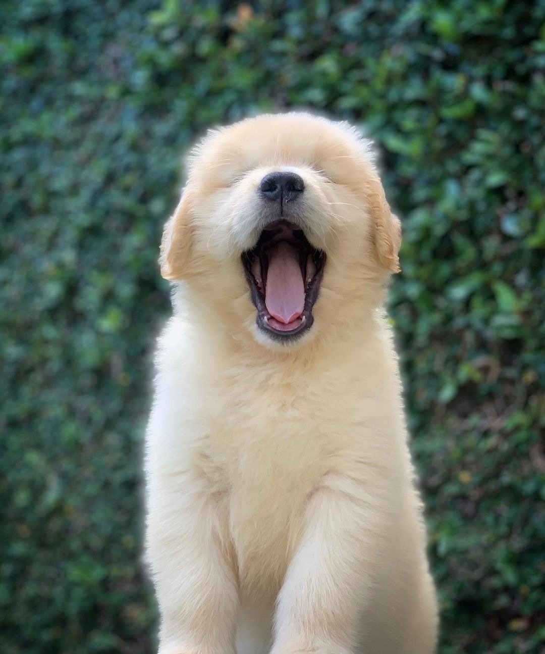 今日萌图八木山动物公园里有一只看起来非常能打的黑熊