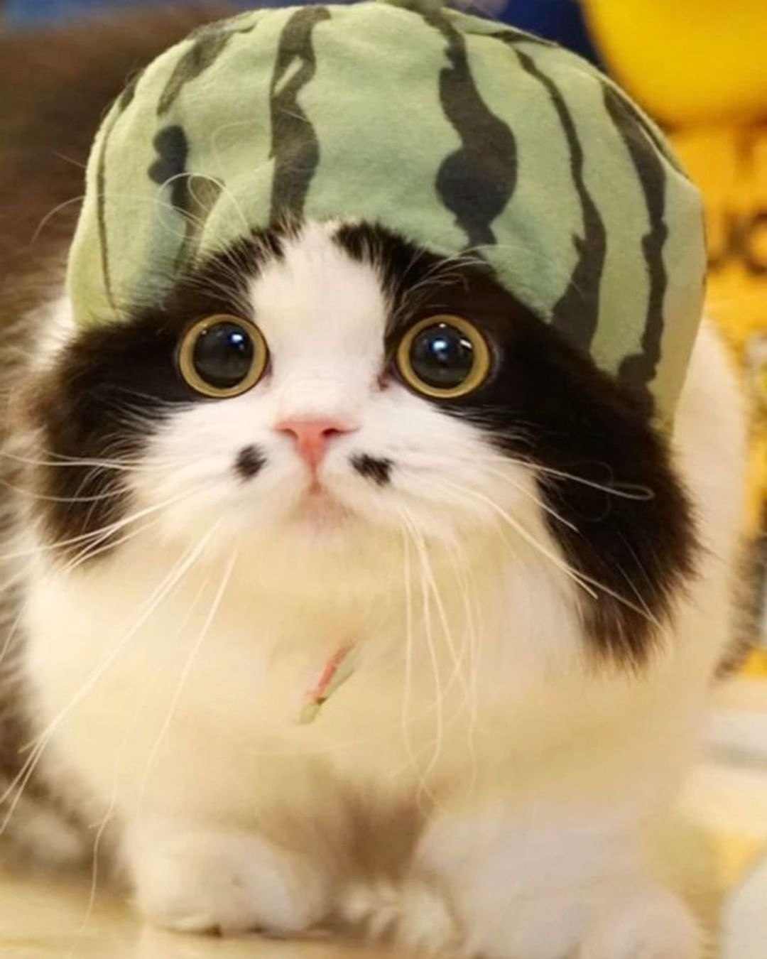 【今日萌图】一只23岁的老猫,换成人类的年龄的话,已经是108岁了! - a