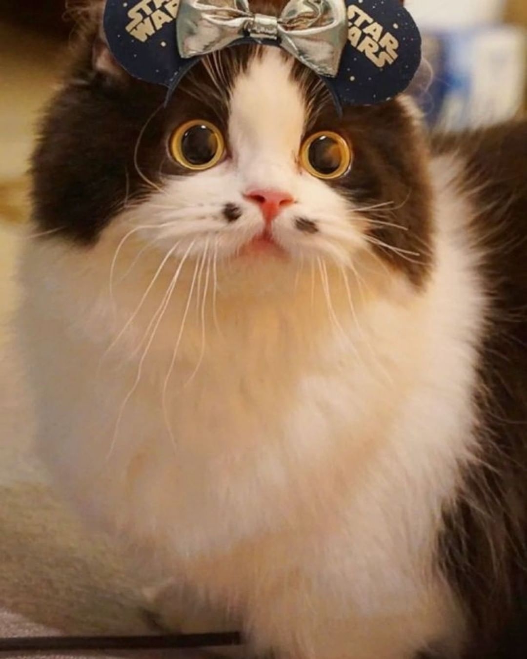 【今日萌图】一只23岁的老猫,换成人类的年龄的话,已经是108岁了! - a