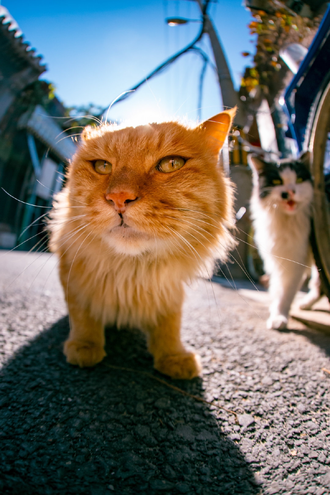 今日萌图一只23岁的老猫换成人类的年龄的话已经是108岁了