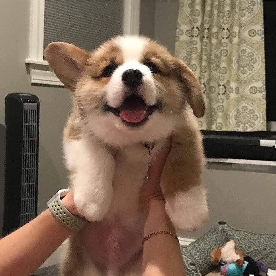 【今日萌图】俄罗斯一位美女收养了只被遗弃的小狼崽.