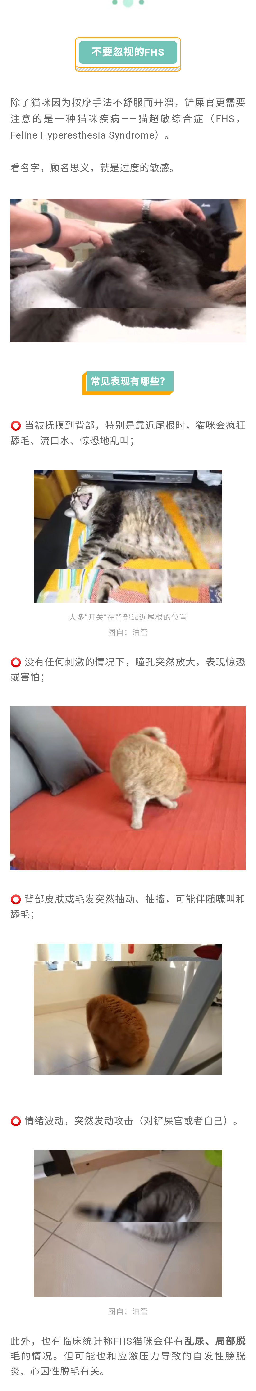 今日萌图】为什么一拍猫咪屁股，它就表现得很爽？