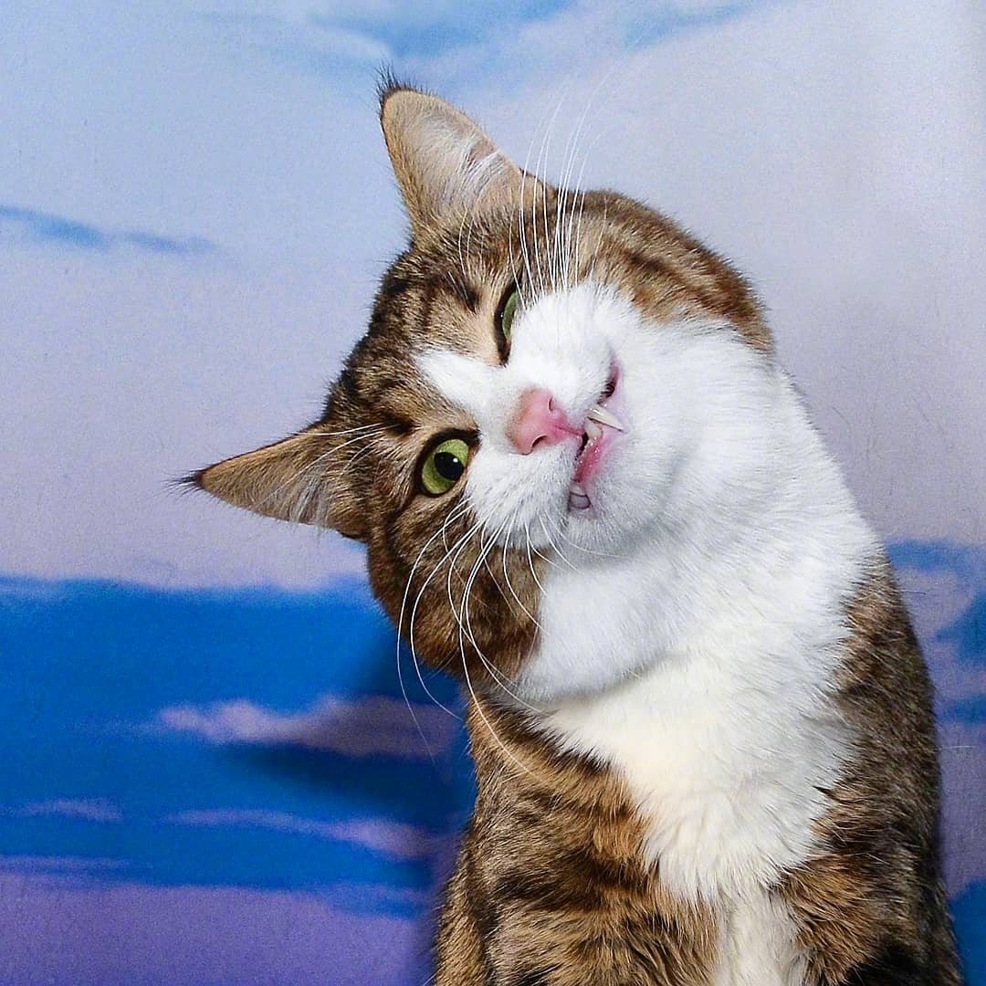 【今日萌图】历届奥运会小动物主题的吉祥物们