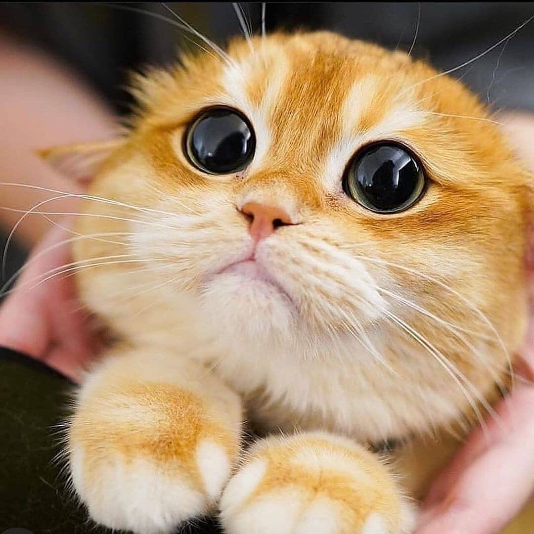 今日萌图10岁大金毛因为青光眼被摘除双眼但是现在它