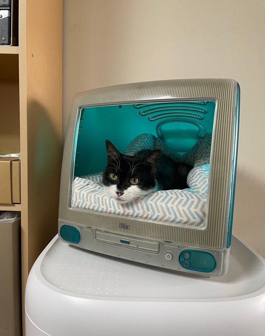 今日萌图】电子猫会梦见仿生鱼吗?