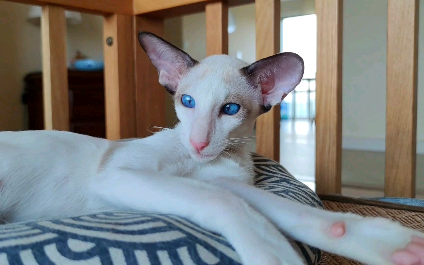 小众猫咪塞舌尔东方短毛猫