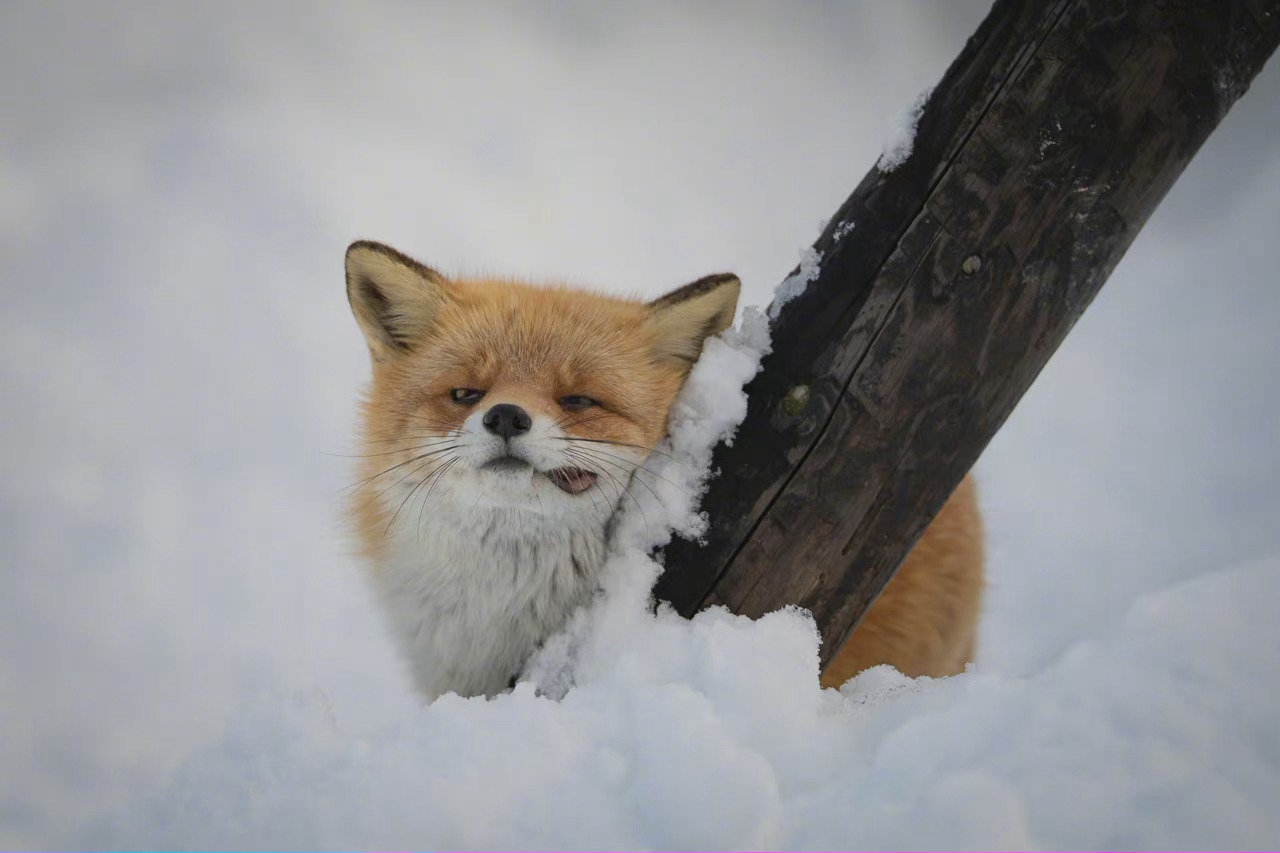 今日萌图原来猫咪可以这么油腻