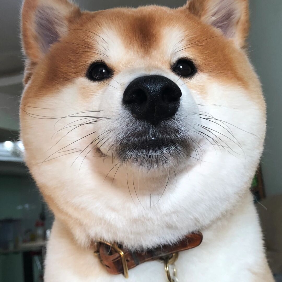 今日萌图买回一只牧羊犬帮忙放羊没想到狗子非但不会