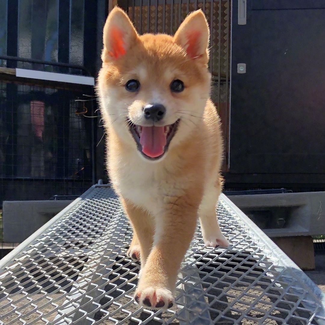 眼睛亮晶晶的小柴犬猫猫就是逊啦!可别忘记家里还有小可爱在等你!