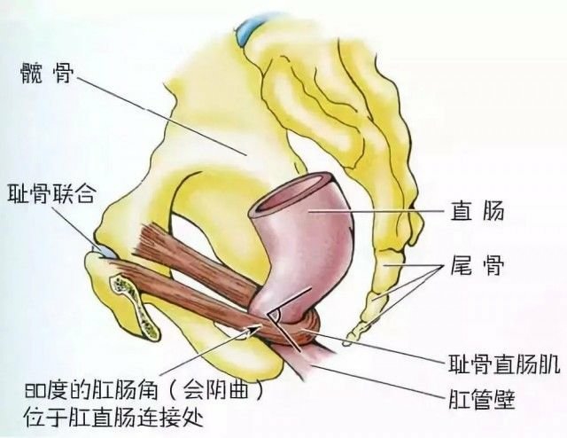 拉屎部位图片