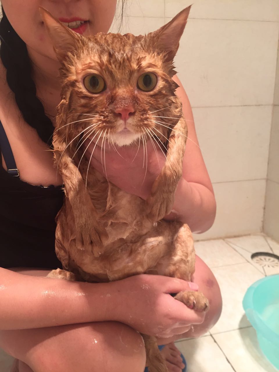 喵酱家的大橘猫洗澡记 - acfun弹幕视频网 - 认真你就输啦 (?ω?