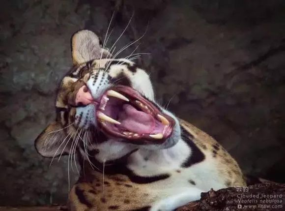 最小的"大猫",当代剑齿虎——云豹.