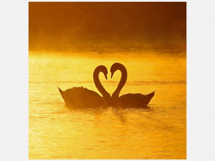 两只天鹅组成了一个完美的心形清晨的阳光给它们身上洒下黄色的光芒