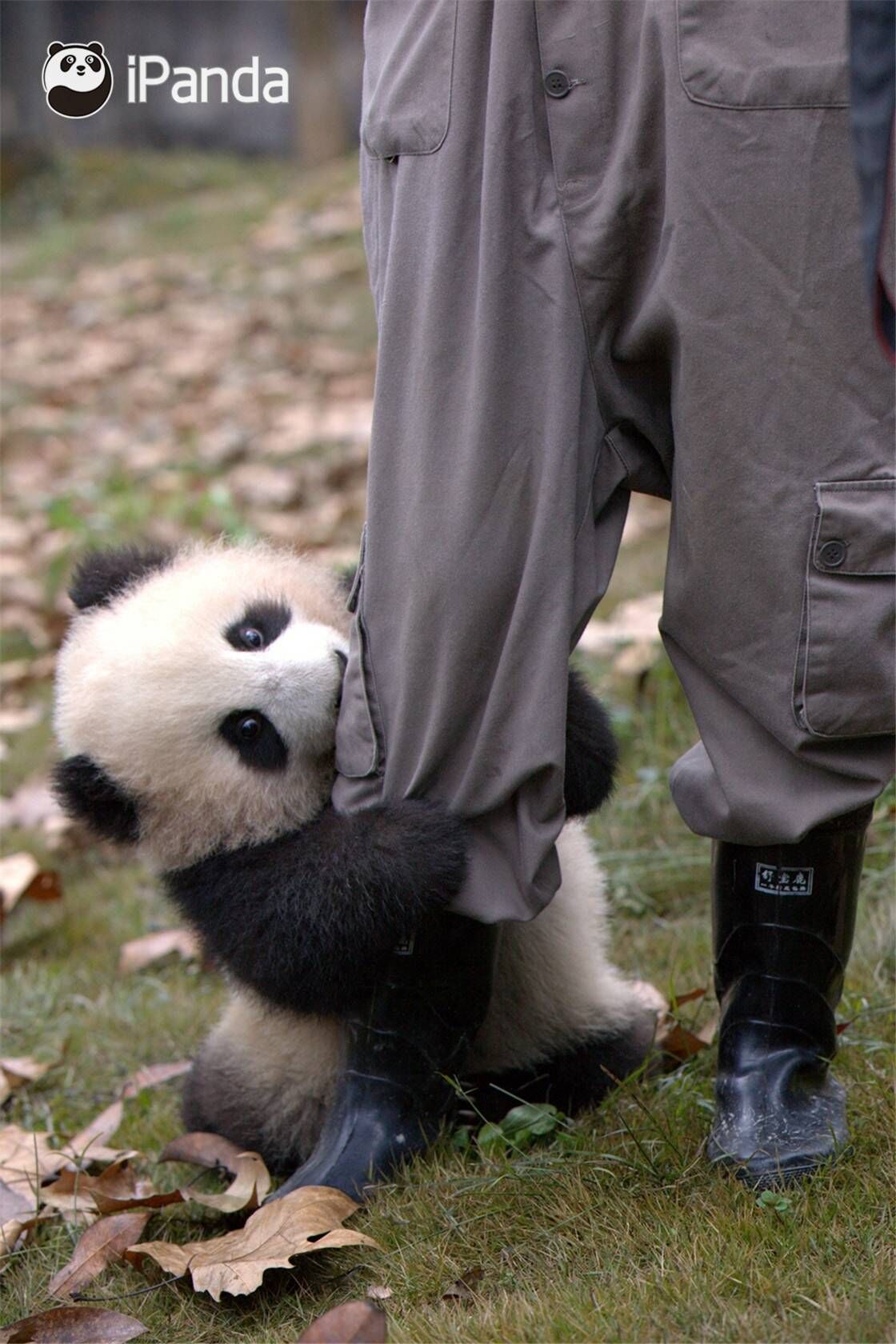 滚滚长江东逝水浪花淘尽熊猫萌图来袭第四期