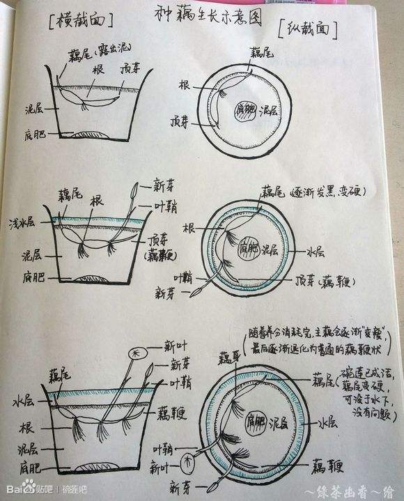 碗莲水培方法图解图片