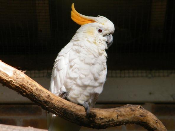 小葵花凤头鹦鹉的citrinocristata亚种,凤头是橙黄色.